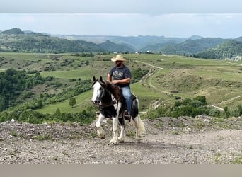 Cob Irlandese / Tinker / Gypsy Vanner, Castrone, 5 Anni, 150 cm, Grigio pezzato