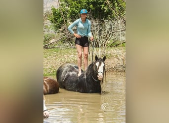 Cob Irlandese / Tinker / Gypsy Vanner, Castrone, 5 Anni, 150 cm, Morello