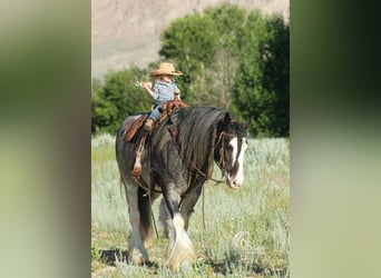 Cob Irlandese / Tinker / Gypsy Vanner, Castrone, 5 Anni, 150 cm, Morello