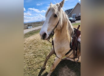 Cob Irlandese / Tinker / Gypsy Vanner Mix, Castrone, 5 Anni, 150 cm, Palomino