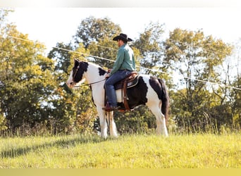 Cob Irlandese / Tinker / Gypsy Vanner, Castrone, 5 Anni, 150 cm, Tobiano-tutti i colori