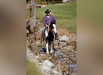 Cob Irlandese / Tinker / Gypsy Vanner, Castrone, 5 Anni, 150 cm, Tobiano-tutti i colori