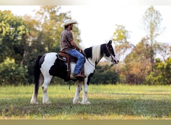 Cob Irlandese / Tinker / Gypsy Vanner, Castrone, 5 Anni, 150 cm, Tobiano-tutti i colori