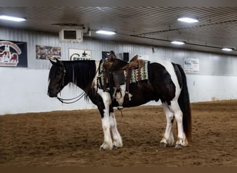 Cob Irlandese / Tinker / Gypsy Vanner Mix, Castrone, 5 Anni, 152 cm, Pezzato