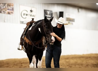 Cob Irlandese / Tinker / Gypsy Vanner Mix, Castrone, 5 Anni, 152 cm, Pezzato