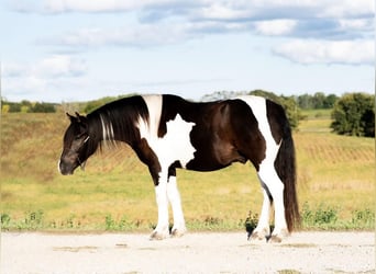 Cob Irlandese / Tinker / Gypsy Vanner Mix, Castrone, 5 Anni, 152 cm, Pezzato