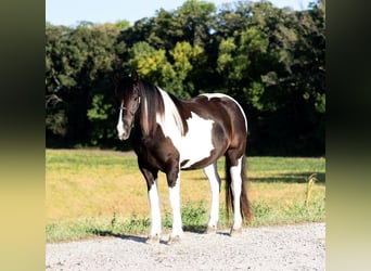 Cob Irlandese / Tinker / Gypsy Vanner Mix, Castrone, 5 Anni, 152 cm, Pezzato