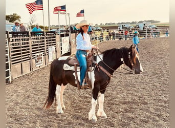 Cob Irlandese / Tinker / Gypsy Vanner Mix, Castrone, 5 Anni, 152 cm, Pezzato