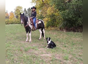 Cob Irlandese / Tinker / Gypsy Vanner Mix, Castrone, 5 Anni, 152 cm, Pezzato