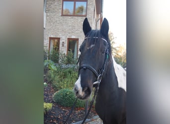 Cob Irlandese / Tinker / Gypsy Vanner, Castrone, 5 Anni, 153 cm, Pezzato