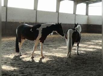 Cob Irlandese / Tinker / Gypsy Vanner, Castrone, 5 Anni, 153 cm, Pezzato