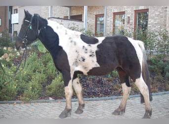 Cob Irlandese / Tinker / Gypsy Vanner, Castrone, 5 Anni, 153 cm, Pezzato