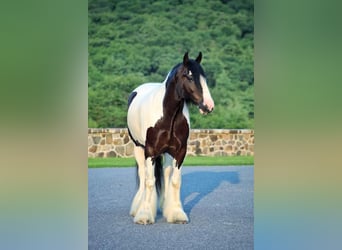Cob Irlandese / Tinker / Gypsy Vanner, Castrone, 5 Anni, 157 cm
