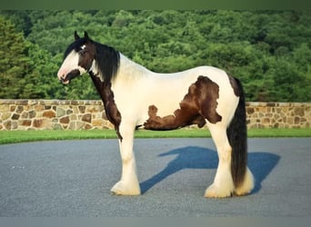 Cob Irlandese / Tinker / Gypsy Vanner, Castrone, 5 Anni, 157 cm