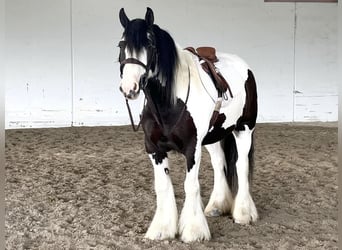 Cob Irlandese / Tinker / Gypsy Vanner, Castrone, 5 Anni, 157 cm