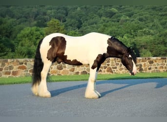Cob Irlandese / Tinker / Gypsy Vanner, Castrone, 5 Anni, 157 cm