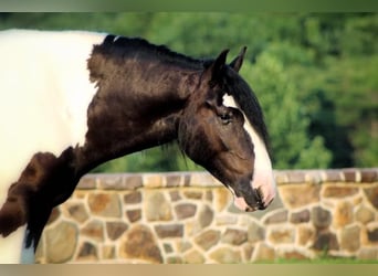 Cob Irlandese / Tinker / Gypsy Vanner, Castrone, 5 Anni, 157 cm