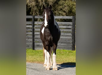 Cob Irlandese / Tinker / Gypsy Vanner, Castrone, 5 Anni, Tobiano-tutti i colori