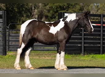 Cob Irlandese / Tinker / Gypsy Vanner, Castrone, 5 Anni, Tobiano-tutti i colori