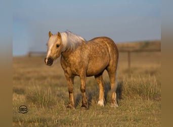 Cob Irlandese / Tinker / Gypsy Vanner, Castrone, 6 Anni, 117 cm, Palomino