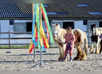 Cob Irlandese / Tinker / Gypsy Vanner, Castrone, 6 Anni, 120 cm, Pezzato