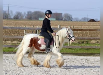 Cob Irlandese / Tinker / Gypsy Vanner, Castrone, 6 Anni, 120 cm, Pezzato