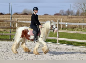 Cob Irlandese / Tinker / Gypsy Vanner, Castrone, 6 Anni, 120 cm, Pezzato