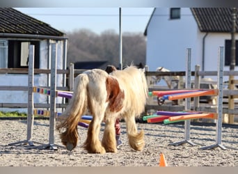 Cob Irlandese / Tinker / Gypsy Vanner, Castrone, 6 Anni, 120 cm, Pezzato