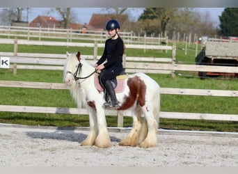 Cob Irlandese / Tinker / Gypsy Vanner, Castrone, 6 Anni, 120 cm, Pezzato