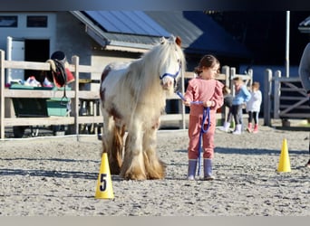 Cob Irlandese / Tinker / Gypsy Vanner, Castrone, 6 Anni, 120 cm, Pezzato