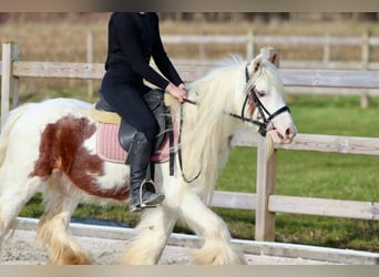 Cob Irlandese / Tinker / Gypsy Vanner, Castrone, 6 Anni, 120 cm, Pezzato