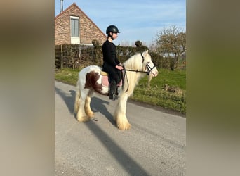 Cob Irlandese / Tinker / Gypsy Vanner, Castrone, 6 Anni, 120 cm, Pezzato