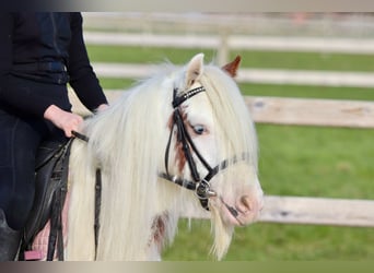 Cob Irlandese / Tinker / Gypsy Vanner, Castrone, 6 Anni, 120 cm, Pezzato