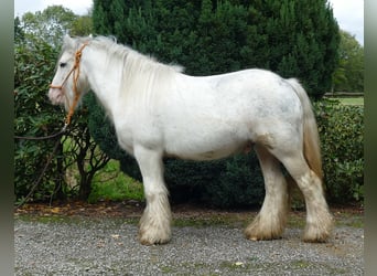 Cob Irlandese / Tinker / Gypsy Vanner, Castrone, 6 Anni, 125 cm, Grigio