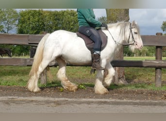 Cob Irlandese / Tinker / Gypsy Vanner, Castrone, 6 Anni, 125 cm, Grigio