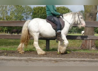 Cob Irlandese / Tinker / Gypsy Vanner, Castrone, 6 Anni, 125 cm, Grigio