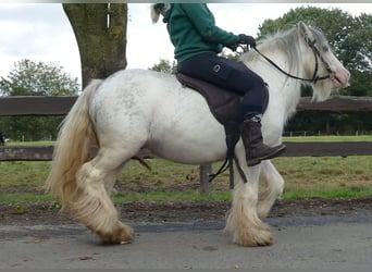 Cob Irlandese / Tinker / Gypsy Vanner, Castrone, 6 Anni, 125 cm, Grigio