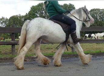 Cob Irlandese / Tinker / Gypsy Vanner, Castrone, 6 Anni, 125 cm, Grigio