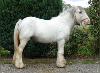 Cob Irlandese / Tinker / Gypsy Vanner, Castrone, 6 Anni, 125 cm, Grigio