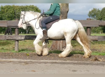 Cob Irlandese / Tinker / Gypsy Vanner, Castrone, 6 Anni, 125 cm, Grigio