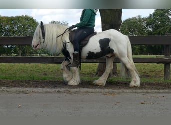 Cob Irlandese / Tinker / Gypsy Vanner, Castrone, 6 Anni, 125 cm, Pezzato