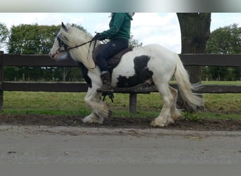 Cob Irlandese / Tinker / Gypsy Vanner, Castrone, 6 Anni, 125 cm, Pezzato