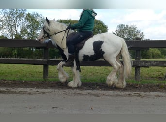 Cob Irlandese / Tinker / Gypsy Vanner, Castrone, 6 Anni, 125 cm, Pezzato