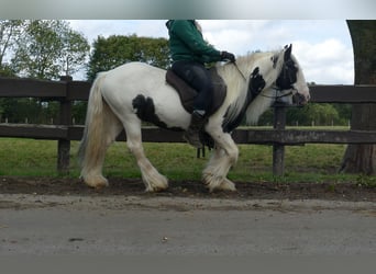 Cob Irlandese / Tinker / Gypsy Vanner, Castrone, 6 Anni, 125 cm, Pezzato