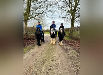 Cob Irlandese / Tinker / Gypsy Vanner, Castrone, 6 Anni, 126 cm, Morello