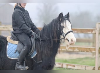 Cob Irlandese / Tinker / Gypsy Vanner, Castrone, 6 Anni, 126 cm, Morello