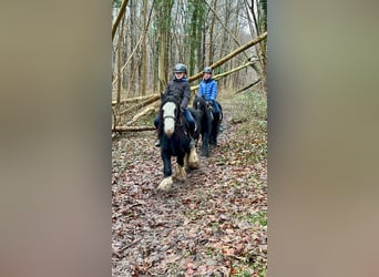 Cob Irlandese / Tinker / Gypsy Vanner, Castrone, 6 Anni, 126 cm, Morello