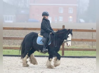 Cob Irlandese / Tinker / Gypsy Vanner, Castrone, 6 Anni, 126 cm, Morello