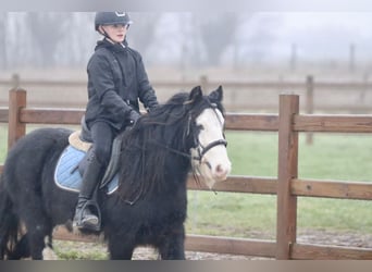 Cob Irlandese / Tinker / Gypsy Vanner, Castrone, 6 Anni, 126 cm, Morello