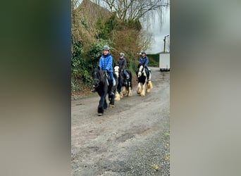 Cob Irlandese / Tinker / Gypsy Vanner, Castrone, 6 Anni, 126 cm, Morello